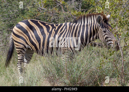 Ein Zebra im Krüger Nationalpark Südafrika Stockfoto