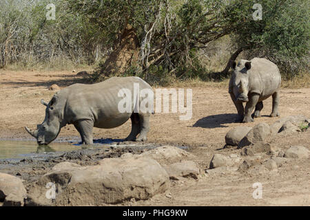 Nashörner im Krüger Nationalpark Südafrika.jpg Stockfoto