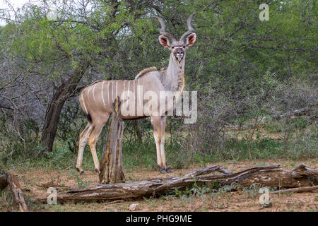Ein kudus im Krüger Nationalpark Südafrika Stockfoto