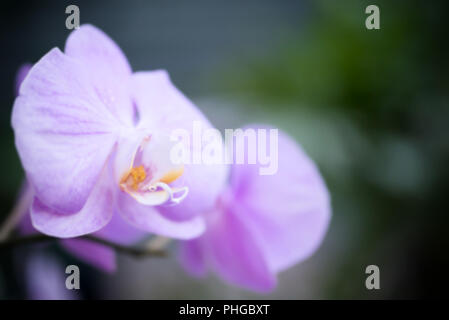 Lila Orchideen in einem tropischen Wald Stockfoto