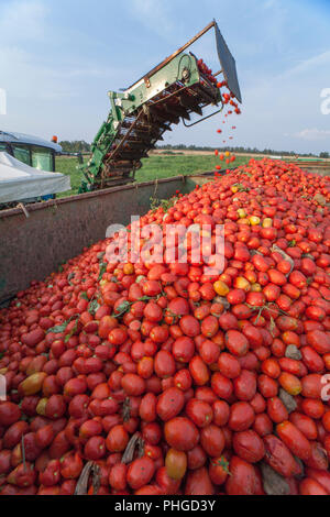 Selbstfahrende Feldhäcksler Tomaten bei der Arbeit. Förderband detail laden Anhänger Stockfoto