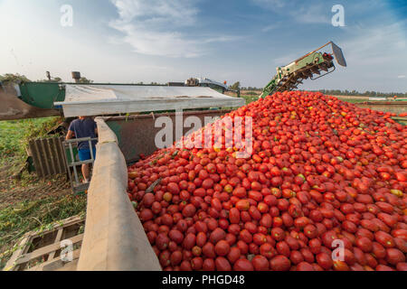 Selbstfahrende Feldhäcksler sammelt Tomaten im Trailer. Vegas Bajas dle Guadiana, Badajoz, Spanien Stockfoto