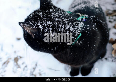 Schwarze Katze auf Schnee, der frühe Winter Stockfoto