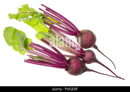 Feder Wurzeln und Blätter von Roten Rüben Stockfoto