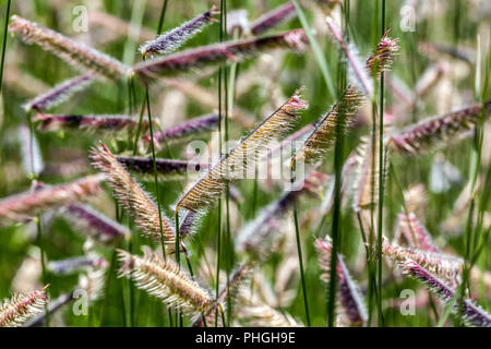 Blau grama, Bouteloua (v. griech., Mehrjährige Gras Stockfoto