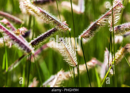 Blue grama, Bouteloua gracilis Gras Stockfoto