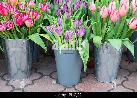 Tulpen in die Eimer Stockfoto