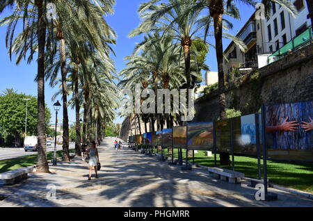 Fußgängerzone, in Palma de Mallorca Stockfoto