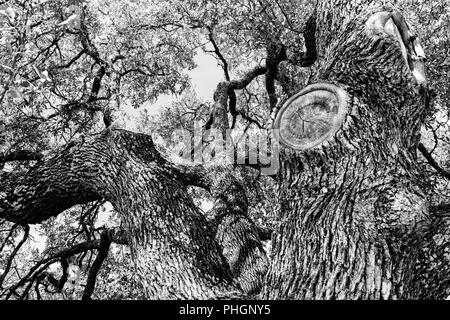 In der Nähe von Oak Tree Branches in Texas an einem Sommertag. Stockfoto