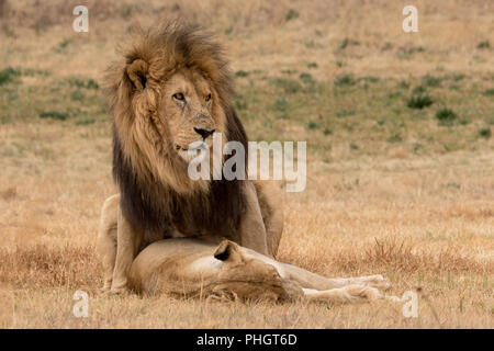 Lions Paarung im Krüger Nationalpark Südafrika Stockfoto