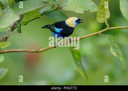 Ein goldenes - hooded Tanager im Arenal Nationalpark Costa Rica Stockfoto