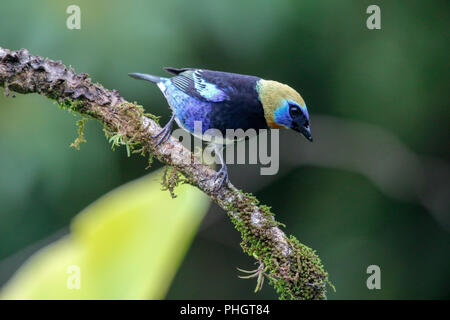 Ein goldenes - hooded Tanager im Arenal Nationalpark Costa Rica Stockfoto