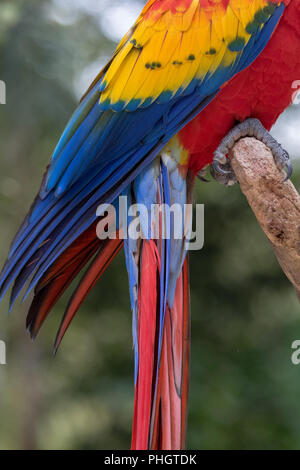 Eine hellrote Ara in Copan Honduras Mittelamerika Stockfoto