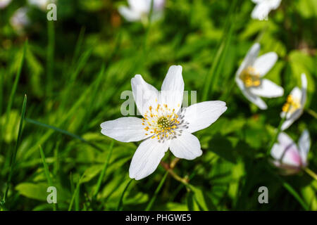 Schließen Sie bis zu einem buschwindröschen Blume auf der Wiese Stockfoto