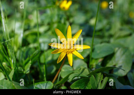 Scharbockskraut spring flower Stockfoto