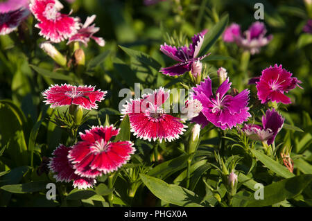 Sydney Australien, Garten Bett von bunten sweet William Blumen Stockfoto