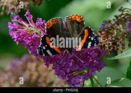 Red Admiral (Vanessa atalanta) auf sommerflieder Stockfoto