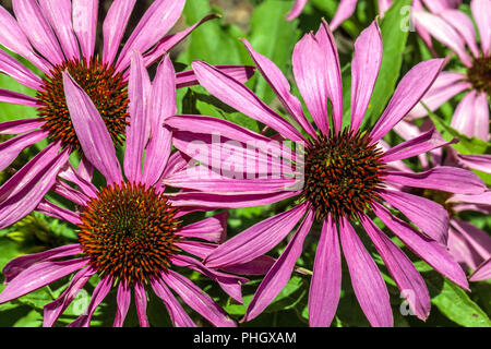 Coneflower, Echinacea purpurea 'Gefühl' rosa, pink und lila Garten Stockfoto