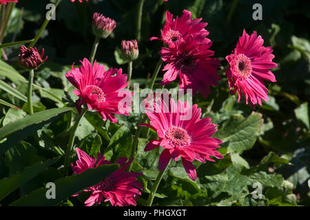 Sydney Australien, gerbera Pflanze mit leuchtend rosa Blüten Stockfoto