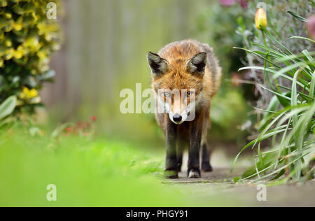 Red Fox im Garten im Frühling, UK. Stockfoto