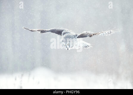 Nahaufnahme der Bartkauz (Lappland owl) im Flug im Winter, Finnland. Stockfoto