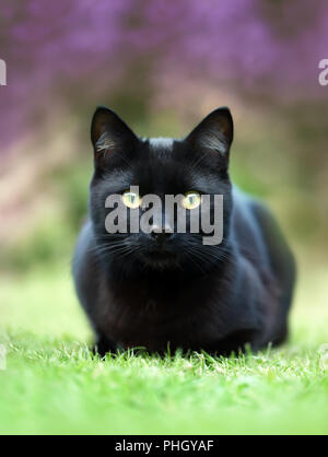 Schließen Sie eine schwarze Katze, die auf dem Gras im Garten gegen lila Blüten, Großbritannien Stockfoto