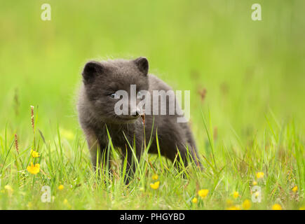 Nahaufnahme von einem niedlichen arktischen Fuchs Vulpes lagopus Cub in der Wiese, Sommer in Island. Stockfoto