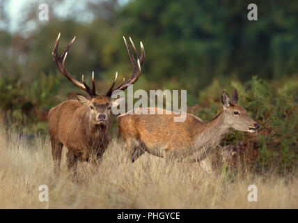 Red deer Hirsch Jagd nach eine Hirschkuh während der Brunftzeit, Herbst in Großbritannien. Stockfoto