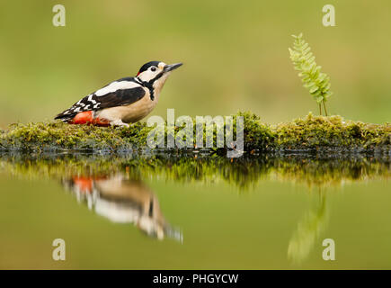 Der Buntspecht und seine Reflexion von einem Teich, UK. Stockfoto