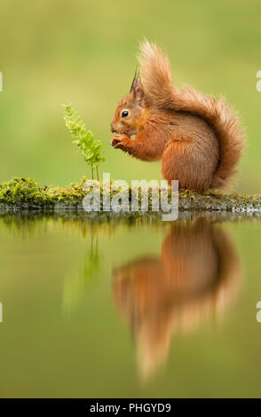 Reflexion eines Red squirrel, Sciurus vulgaris, Großbritannien. Stockfoto