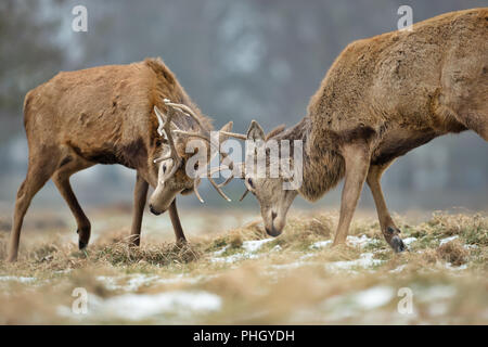 Nahaufnahme von Rotwild während der Brunftzeit in Großbritannien zu kämpfen. Stockfoto