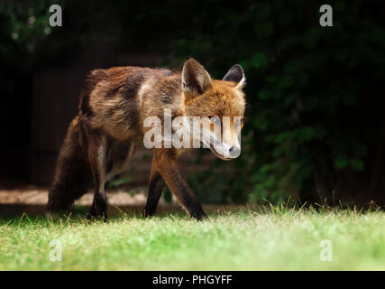 Nahaufnahme eines Red fox Wandern auf dem Rasen im Garten. Stockfoto