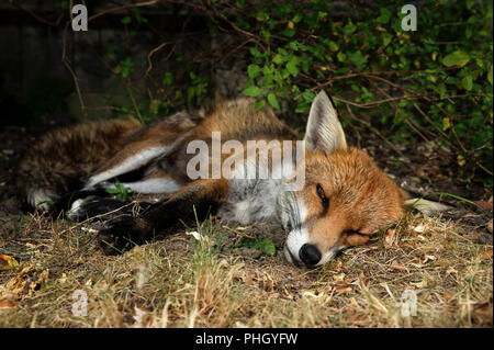 Nahaufnahme eines roten Fuchs schlafend auf dem Rasen unter einem Busch, UK. Stockfoto