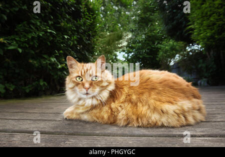 Nahaufnahme einer Katze liegt auf einer Terrasse Terrasse an einem sonnigen Sommertag im Garten. Stockfoto