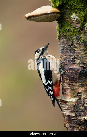 Buntspecht (Dendrocopos major) versteckt sich an einem regnerischen Tag, UK. Stockfoto