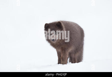 Nahaufnahme von einem Blauen morph männlichen Arctic fox im Winter, Island. Stockfoto