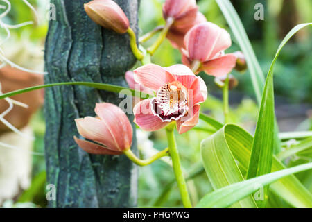 Lila Orchideen in einem tropischen Wald Stockfoto