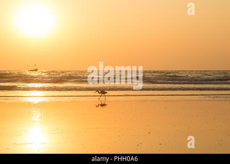 Heron bei Sonnenuntergang sammelt Muscheln am Strand Stockfoto