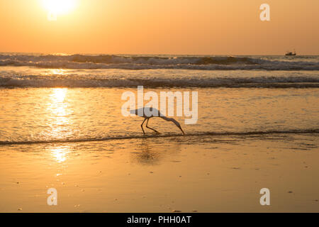 Heron bei Sonnenuntergang sammelt Muscheln am Strand Stockfoto