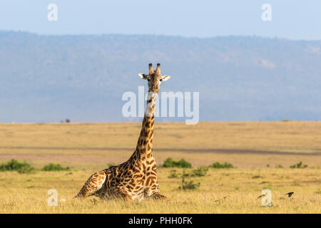 Giraffe liegend auf der Savanne Landschaft in Masai Mara Stockfoto