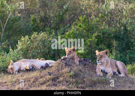 Löwin mit cub Hinlegen und Ruhen im Gras Stockfoto