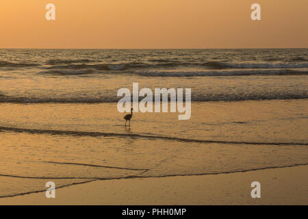 Heron bei Sonnenuntergang sammelt Muscheln am Strand Stockfoto