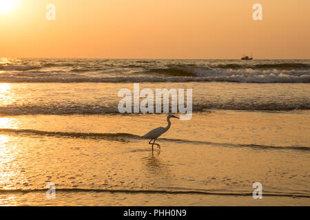 Heron bei Sonnenuntergang sammelt Muscheln am Strand Stockfoto