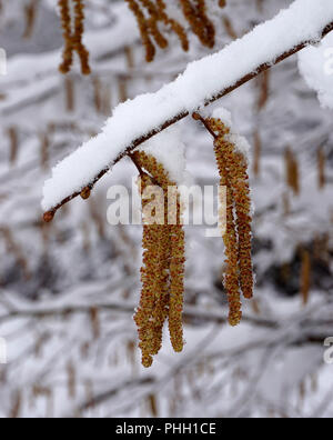 Gemeinsame hazel Hazel; Bush; Haselnuss Blüte; Schnee; Schnee - limned; Stockfoto