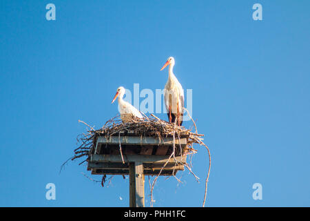 Zwei weiße Störche im Nest auf Pier am blauen Himmel im Naturpark Lonjsko Polje, Kroatien Stockfoto