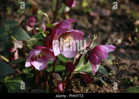 Christrose (Helleborus Niger) Stockfoto