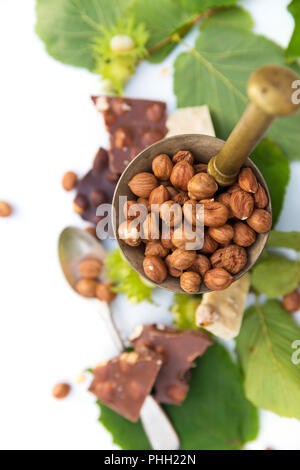 Verschiedene Arten von Schokolade mit Haselnüssen mit frischen grünen Nüsse und Blätter Stockfoto