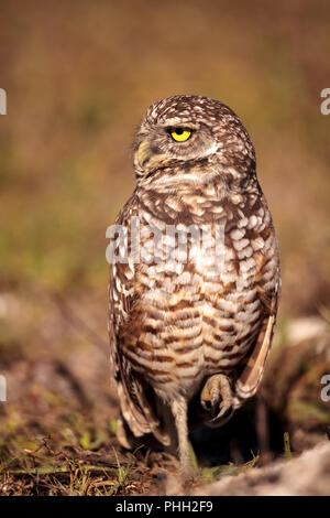 Grabende owl Athene cunicularia thront außerhalb der Höhle Stockfoto