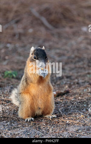 Eastern Fox Eichhörnchen Sciurus niger Stockfoto