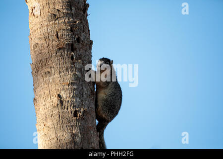 Eastern Fox Eichhörnchen Sciurus niger Stockfoto